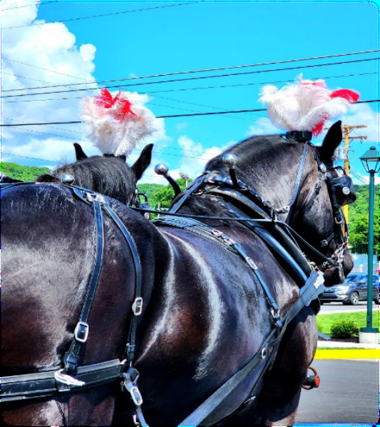 Horse Drawn Trolley Tour